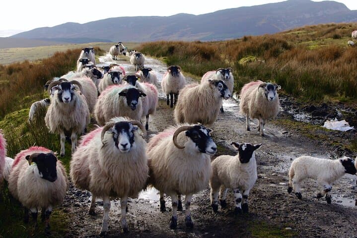 Bog Safari Hike: Explore Inishowen Peatlands and Wild Atlantic Views photo 6