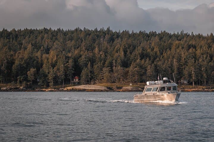 Nanaimo Whale Watching: Semi-Covered Boat Tour in the Salish Sea