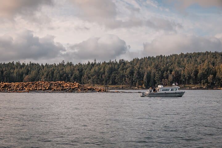 Nanaimo Whale Watching: Semi-Covered Boat Tour in the Salish Sea photo 2
