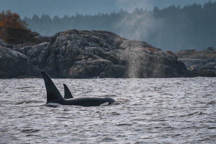 Nanaimo Whale Watching: Semi-Covered Boat Tour in the Salish Sea photo 3