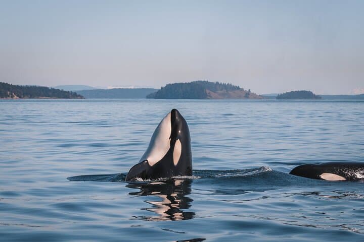 Nanaimo Whale Watching: Semi-Covered Boat Tour in the Salish Sea photo 4