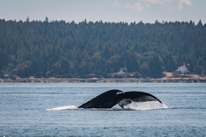 Nanaimo Whale Watching: Semi-Covered Boat Tour in the Salish Sea photo 5