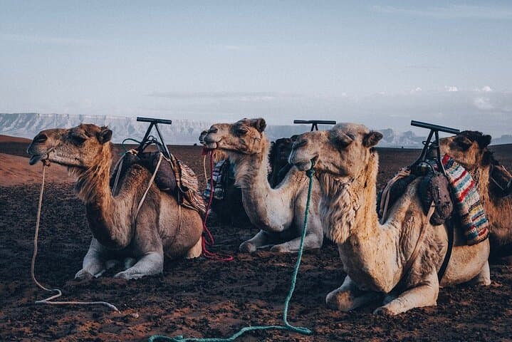 Atlas Mountains Day Trip from Marrakech: Imlil Waterfalls, Camel Ride & Berber Villages