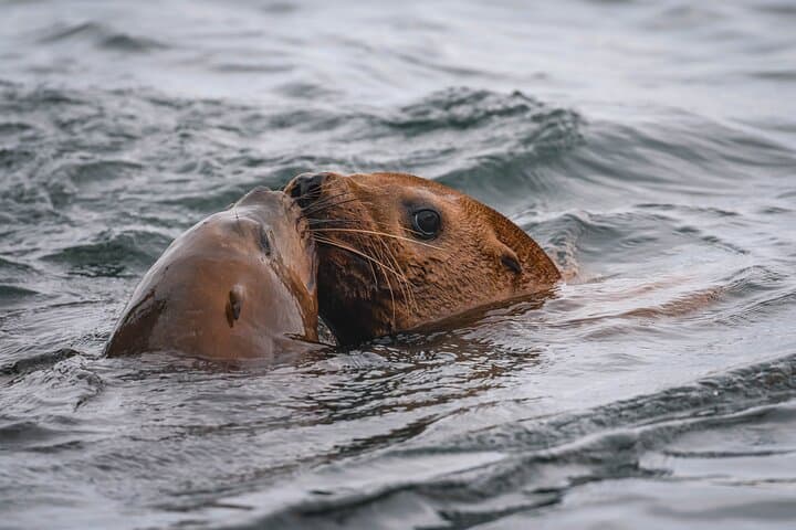 Nanaimo Whale Watching: Semi-Covered Boat Tour in the Salish Sea photo 6