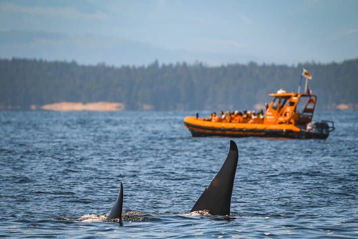 Nanaimo Open-Boat Whale Watching in the Salish Sea — Zodiac Wildlife Tours photo 3