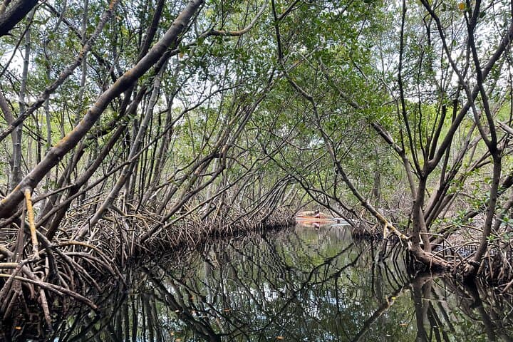 Paddle Shell Key Preserve: Sunset Kayak Adventure from Tierra Verde photo 2