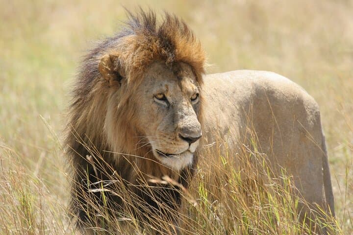 Exploring Nairobi National Park: A Morning Safari Adventure on the City’s Edge photo 3