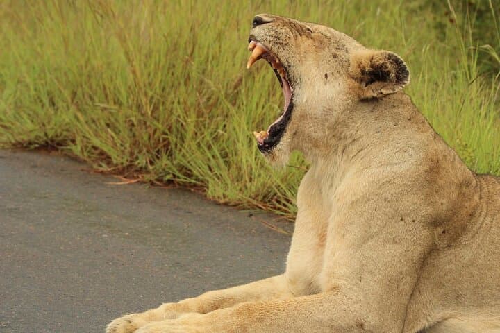 Aquila Big 5 Safari from Cape Town — Private Game Drive & Reserve Day Trip