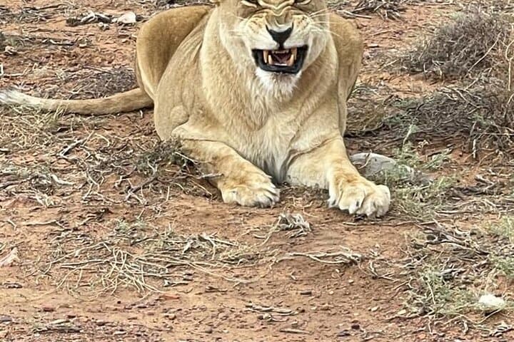 Aquila Big 5 Safari from Cape Town — Private Game Drive & Reserve Day Trip photo 2