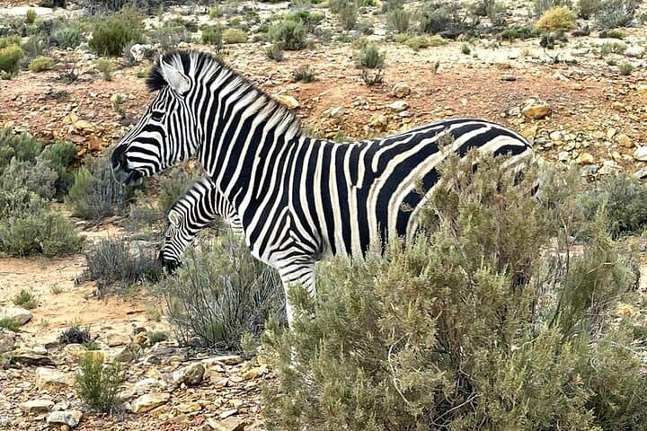 Aquila Big 5 Safari from Cape Town — Private Game Drive & Reserve Day Trip photo 3