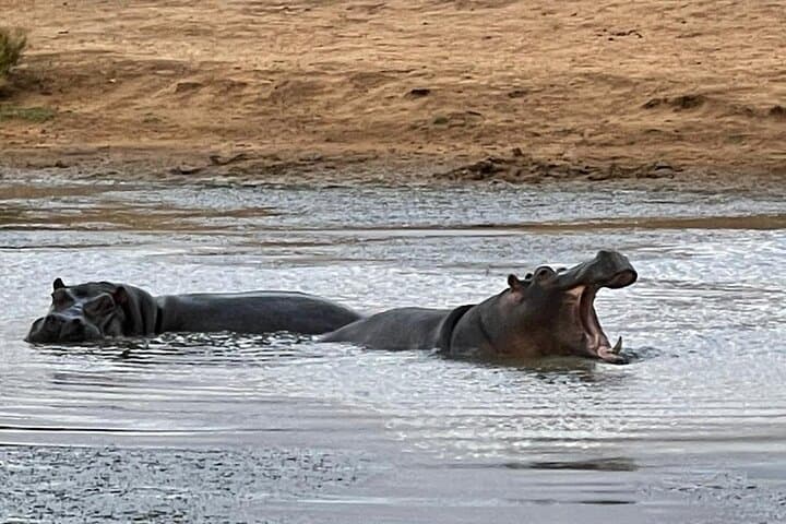 Aquila Big 5 Safari from Cape Town — Private Game Drive & Reserve Day Trip photo 4