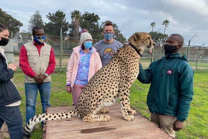 Aquila Big 5 Safari from Cape Town — Private Game Drive & Reserve Day Trip photo 5