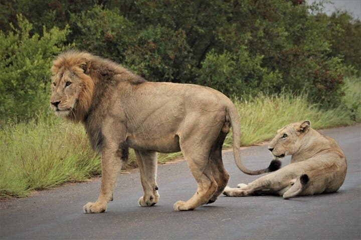 Aquila Big 5 Safari from Cape Town — Private Game Drive & Reserve Day Trip photo 6