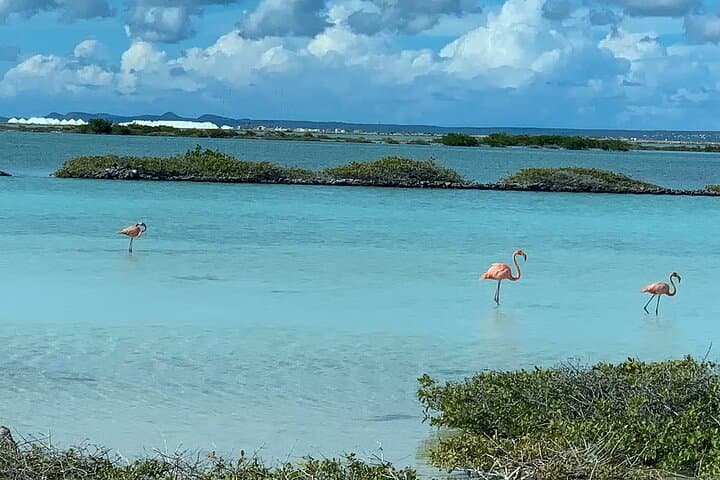 Guided North & South Island Tour of Bonaire — Small Group with Pickup photo 2