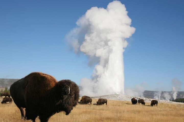 Yellowstone Full-Day Guided Tour: Old Faithful, Grand Prismatic & Wildlife