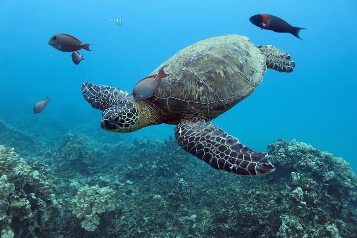 Waikiki Turtle Canyon Snorkel Cruise with Hula Show photo 4