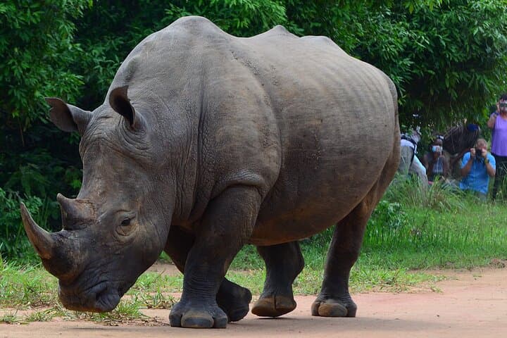 Ziwa Rhino Trekking — Walk with Uganda's White Rhinos from Kampala photo 2
