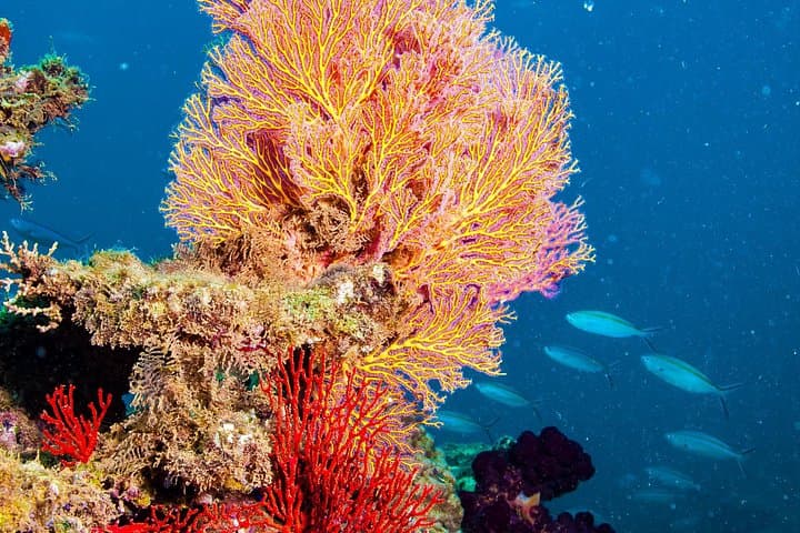 Muiron Islands Snorkeling: Full-Day Boat Trip from Exmouth to Ningaloo