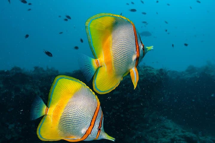 Muiron Islands Snorkeling: Full-Day Boat Trip from Exmouth to Ningaloo photo 2