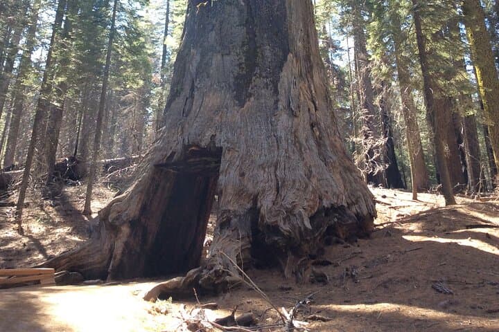 Tuolumne Grove Big Trees Hike & Riverside Cookout — Day Trip from Groveland photo 5