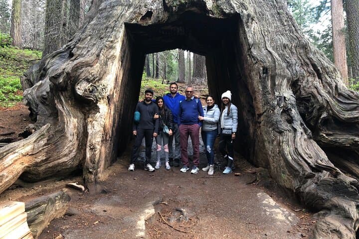 Tuolumne Grove Big Trees Hike & Riverside Cookout — Day Trip from Groveland