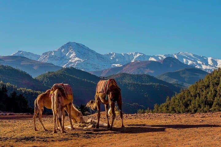 Ourika Valley Waterfalls & Berber Villages Day Trip from Marrakech photo 4