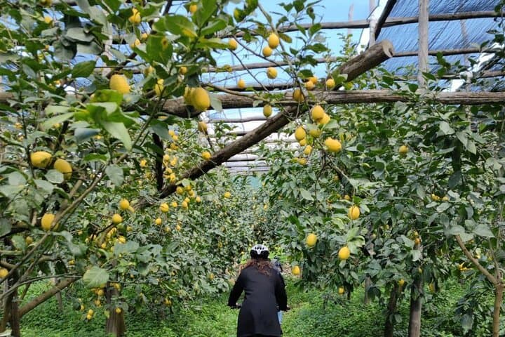 Sorrento E-Bike Limoncello Tour: Backroads & Lemon Grove Ride photo 5