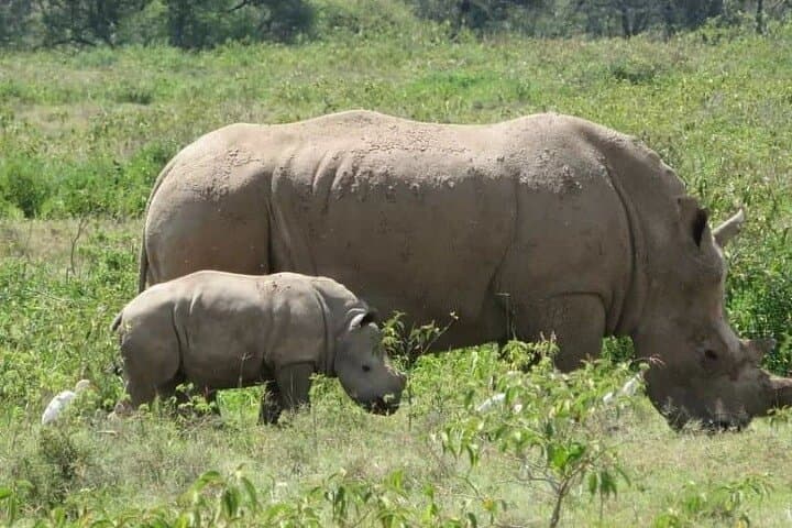 5-Day Masai Mara & Rift Valley Wildebeest Migration Luxury Safari photo 2
