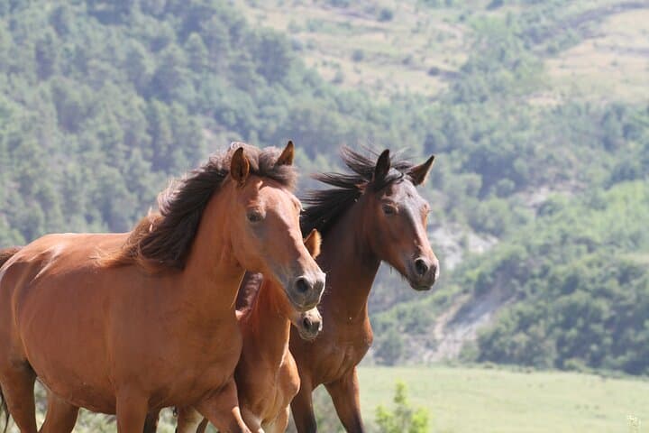2-Hour Drino Valley Guided Horseback Ride from Gjirokastër photo 4