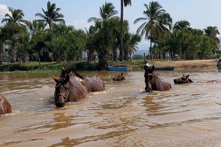 Horseback Riding Along Manialtepec River and Beach: Sunset Adventure on the Oaxacan Coast photo 6