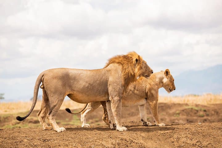3-Day Private Mikumi Safari: Wildlife, Birding & Mkata Floodplain Views
