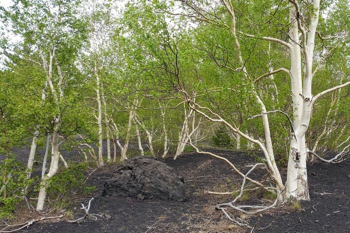 Etna Family Tour: Guided Hike to Side Craters on Mount Etna photo 6