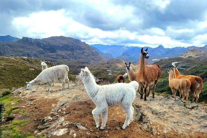 Cuenca to Guayaquil: Cajas National Park Hike and Cacao Farm Day Tour