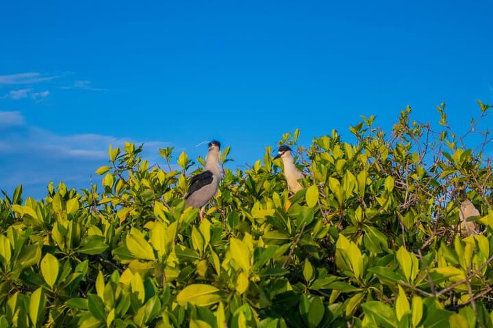 Birdwatching at Manialtepec Lagoon Near Puerto Escondido