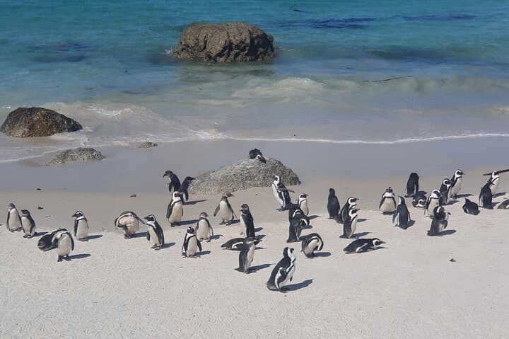 Cape Point, Penguins & Constantia Wine: Full-Day Cape Peninsula Tour photo 3