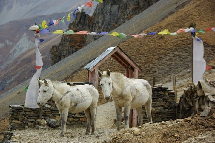 14-Day Manaslu Trek With Larkya Pass — Himalayan Crossing and Cultural Trails photo 6
