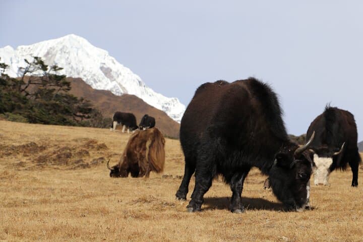 Conquering Everest Base Camp: 14-Day Trek Guide from Lukla photo 6