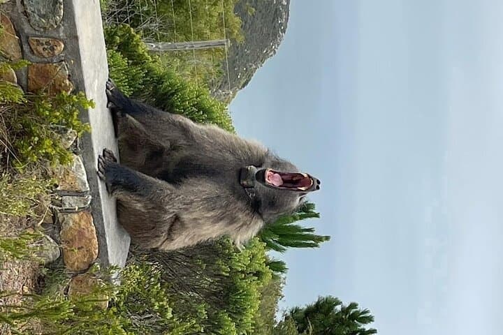 Cape Point, Penguins & Constantia Wine: Full-Day Cape Peninsula Tour photo 4