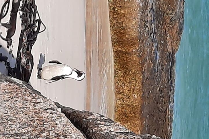 Cape Point, Penguins & Constantia Wine: Full-Day Cape Peninsula Tour photo 5
