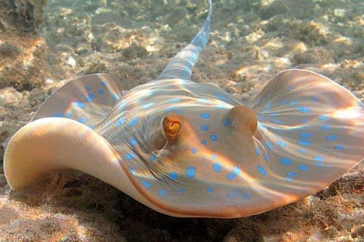 Mahmya Island Snorkeling Day Trip from Hurghada — Giftun Island Reefs & Beach photo 3