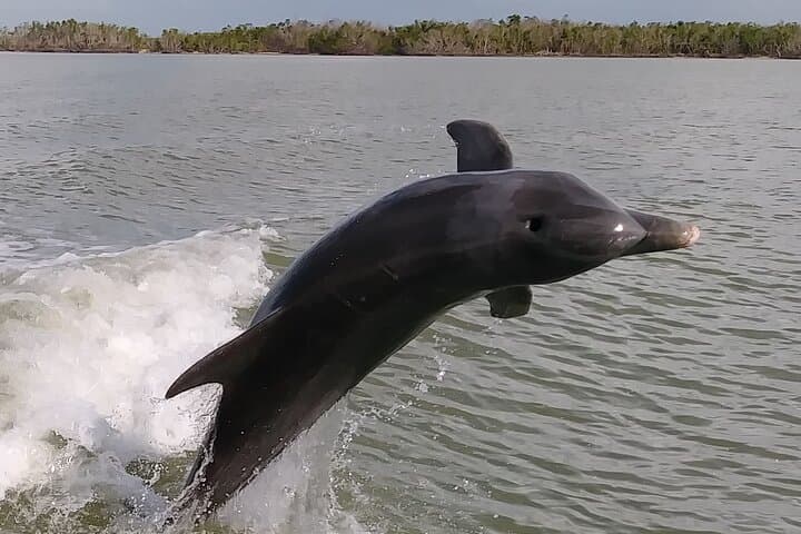10,000 Islands Boat Excursion: 3.5-Hour Dolphins, Shelling & Cape Romano Tour photo 4