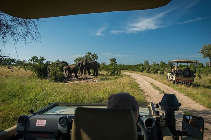 Full-Day Chobe Riverfront Safari from Kasane: Elephants, Lions & Birdlife photo 2