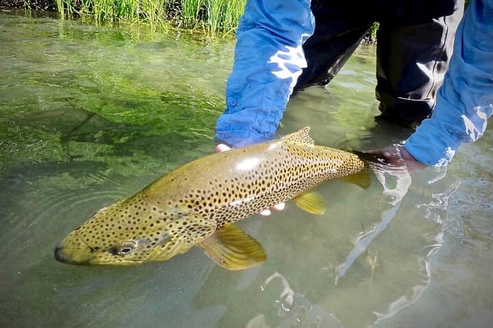 Guided Fly Fishing on the Truckee River — Lake Tahoe to Reno