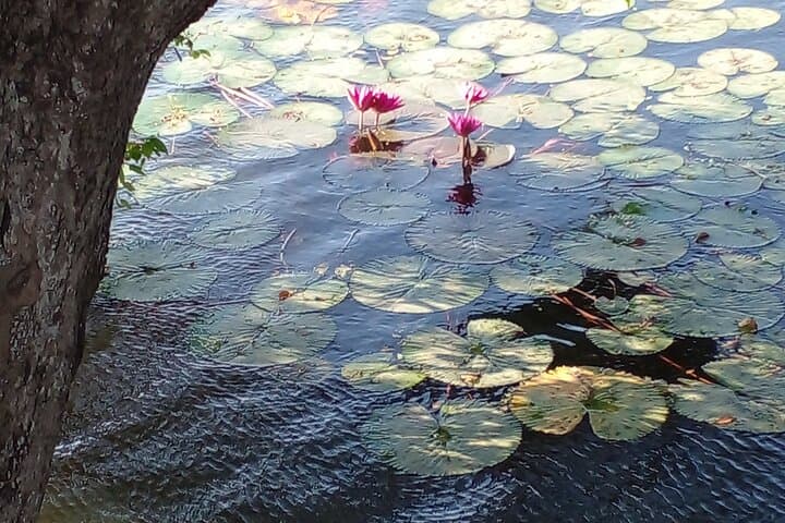 Anawilundawa Wetland Birdwatching Day Tour from Negombo photo 4