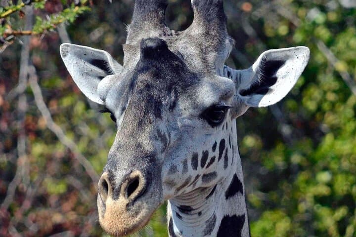 5-Day Budget Safari in Kenya — Maasai Mara, Lake Nakuru & Naivasha photo 4