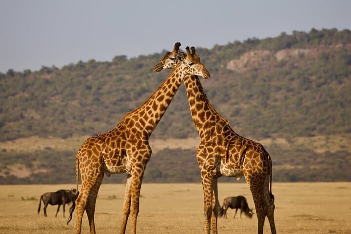 5-Day Budget Safari in Kenya — Maasai Mara, Lake Nakuru & Naivasha photo 5