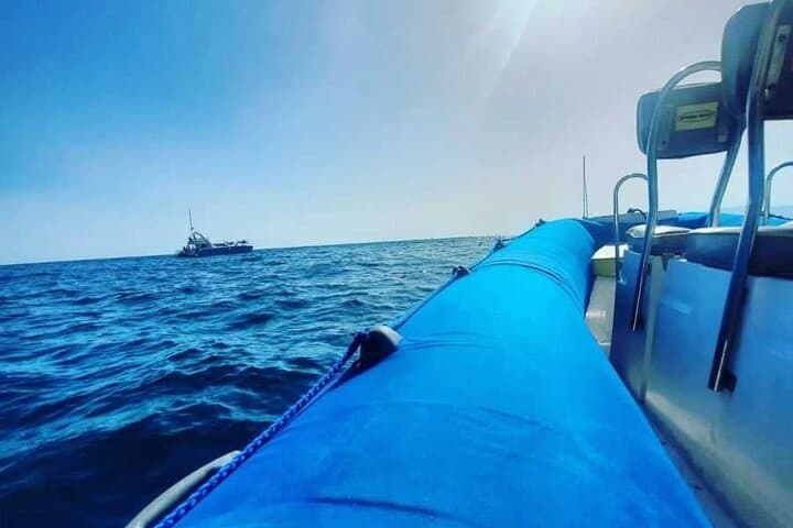 Private Sea Safari: Dolphin & Whale Watching with Snorkeling off Tenerife photo 3