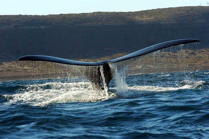 Up-Close Whale Watching at Península Valdés — Full-Day from Puerto Madryn photo 2