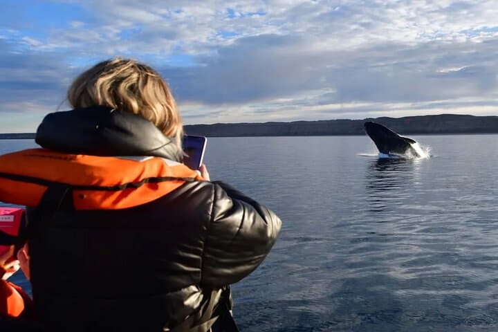 Up-Close Whale Watching at Península Valdés — Full-Day from Puerto Madryn photo 3