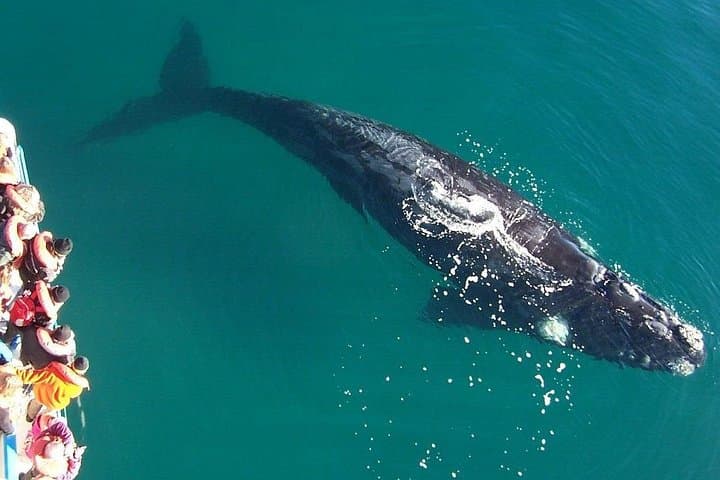 Up-Close Whale Watching at Península Valdés — Full-Day from Puerto Madryn